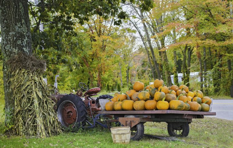 Pumpkin Harvest in Autumn