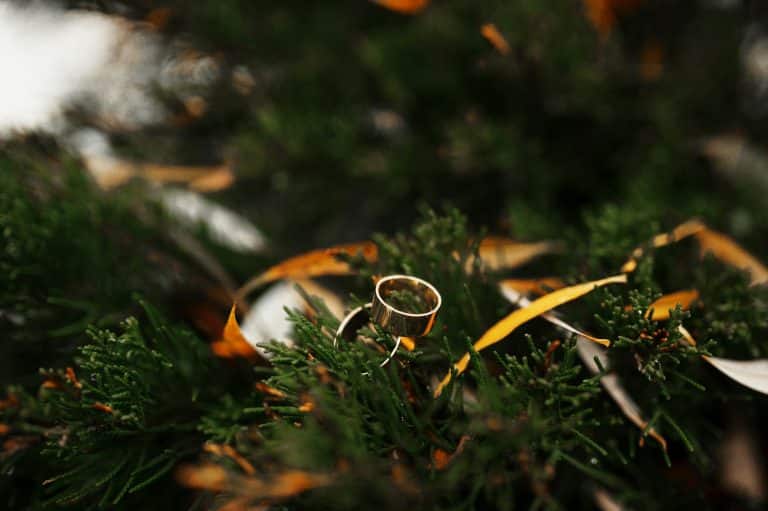 Wedding rings on pine needles at winter day.